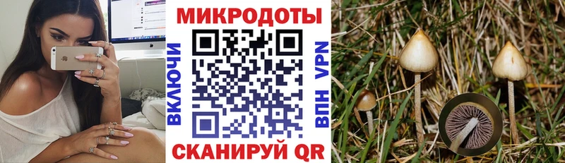 Галлюциногенные грибы Psilocybe  Заволжье 